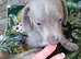 Beautiful miniature / fabulous colours Dachshund
