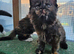 Mainecoon ×Siberian