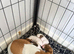 Jack Russell puppy
