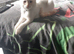 Male ragdolls cross
