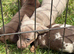 Beautiful minature dachshund puppies