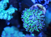 Reverse hammer corals (1 head)