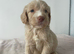 F1 cockapoo puppies