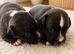 LAST BOYKc reg black brindle white staffys