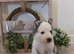 Siberian husky puppys