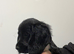 ** working Cocker spaniel Puppies **