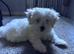 Bichon fries