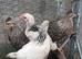 Legbar & Light Sussex pullets 8 weeks old