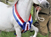 A real top class section A colt foal