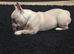 Frenchie in need of a loving home