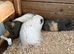 Girl guinea pigs for sale