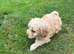 Gorgeous cockapoo boy