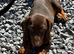 Miniature Dachshund Puppies