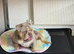 Exceptional English Bulldog Female &ndash; Lilac Merle Beauty!
