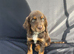 READY NOW KC Reg health tested working cocker spaniels