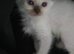 Ragdoll pedigree
