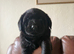 Very chunky Labrador puppies