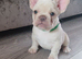 Pure bred French bulldog puppies for sale