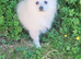 Pomeranian female puppy for sale