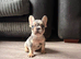 Beautiful French bulldog pups