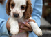 Cavapoo Puppie’s Ready Now