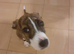 American bulldog x staff