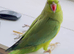 Stunning young Indian ringnick parrot