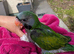 Lord Derby's Parakeet Baby for Sale