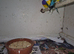 Male Gouldian Finches