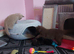 Cinnamon and lilac british shorthair kittens