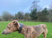 Lurcher