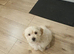 Cockapoo puppy girl
