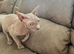Ginger - Petite Silver Sphynx Girl - £800