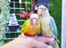 Young Hand-Reared Green Cheek & Yellow-Sided Conure Babies Available
