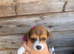 Jackawawa puppies. beautiful.