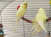 Young buttercup budgies male and females