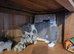 British shorthair kittens for sale