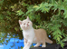 Gorgeous British shorthair kittens available