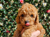 Kc registered red toy poodle