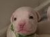 American bully pups