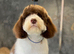 Fully health checked Cockapoo puppies