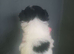 Shih Tzu puppies