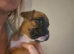 Boxer pup last female