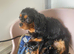 Cavalier x Biewer terrier