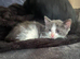 2 kittens for sale