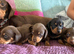 Beautiful Dachshund Puppies