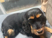 Show cocker spaniel