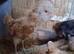 Chamois Polish chickens