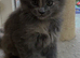 Stunning Maine coon ready to leave Now