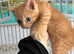Ragdoll cross kitten